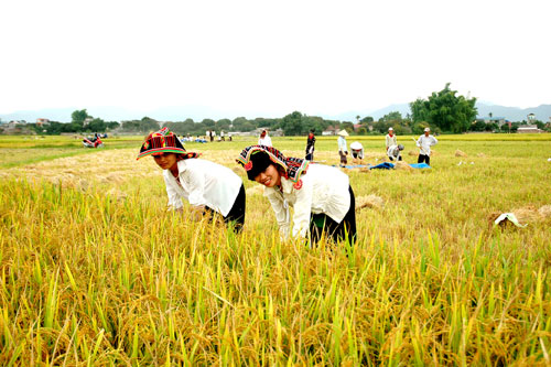 Bà con dân tộc huyện Điện Biên thu hoạch lúa. Ảnh: TL