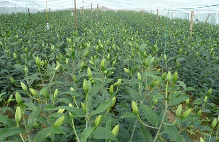 Dự án hoa ly được triển khai từ tháng 9/2012, tại xã Thanh Hưng, huyện Điện Biên do Sở KHCN làm chủ đầu tư giúp nông dân Thanh Hưng có thêm kiến thức trồng hoa cao cấp, cung ứng đa dạng sản phẩm hoa ra thị trường.(Ảnh: Thu Phương)