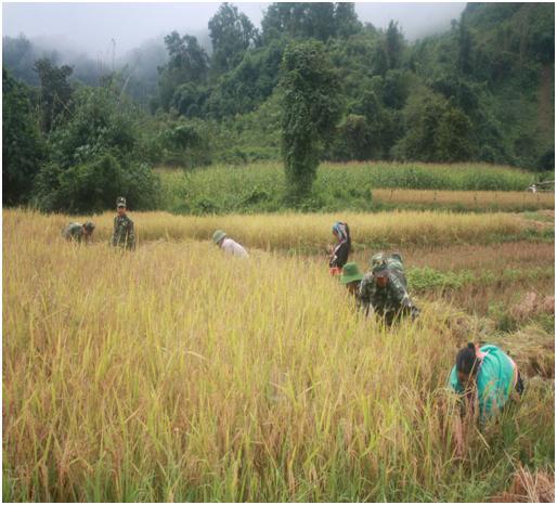 Đoàn viên, thanh niên Bộ đội Biên phòng tỉnh giúp nhân dân gặt lúa./. Ảnh: Vũ Hòa)