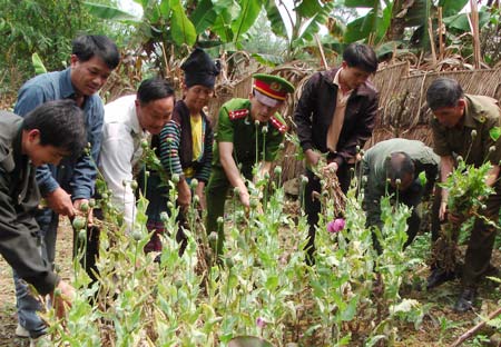 Phá nhổ cây thuốc phiện ở bản Hua Rốm 2, xã  Nà Tấu, Huyện Điện Biên ( nguồn : DienBientv  )