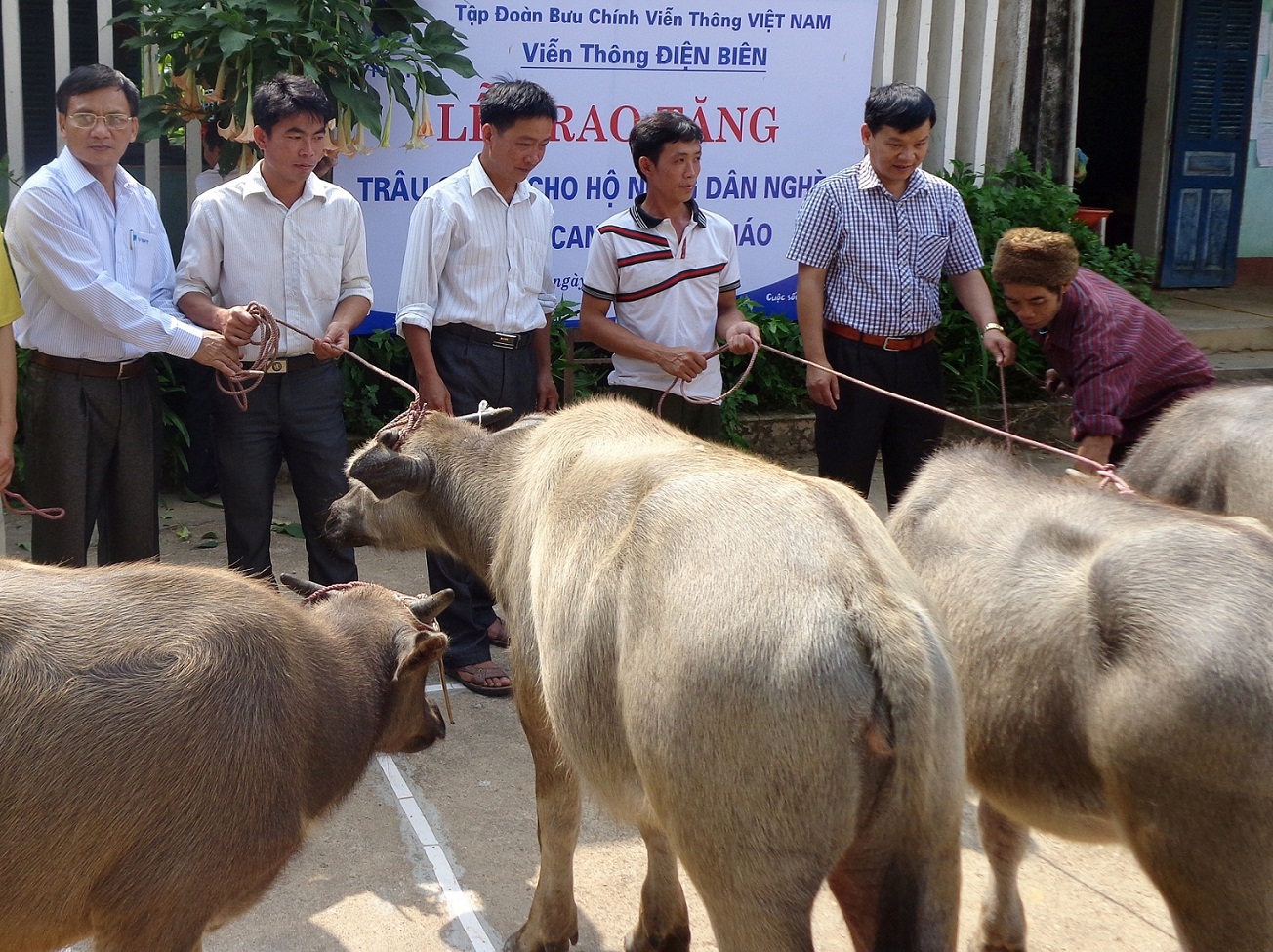 Đại diện lãnh đạo Viễn thông Điện Biên (VNPT) trao tặng trâu giống cho các hộ gia đình có hoàn cảnh khó khăn xã Quài Cang, huyện Tuần Giáo , ảnh: Văn Quyết