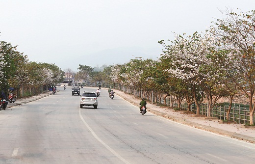 Hoa Ban trên đường phố Điện Biên.