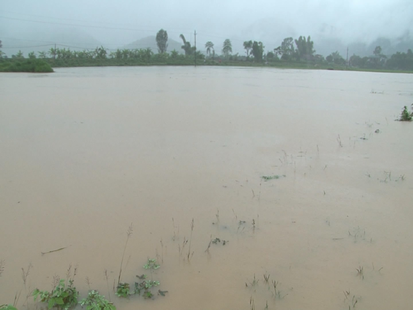 Trên 50 ha lúa mùa của xã Noong Luống huyện Điện Biên đã bị ngập úng.