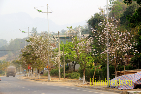 Trồng và phát triển cây hoa Ban gắn với du lịch tỉnh Điện Biên